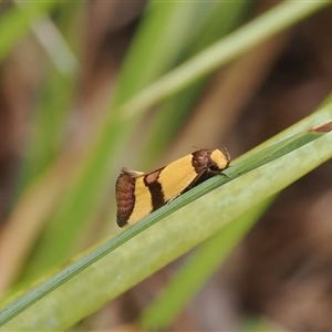 Chrysonoma fascialis (A Concealer moth (Wingia group) at Booth, ACT by RAllen