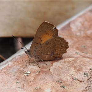 Paralucia aurifera at Booth, ACT - 27 Jan 2025 11:28 AM