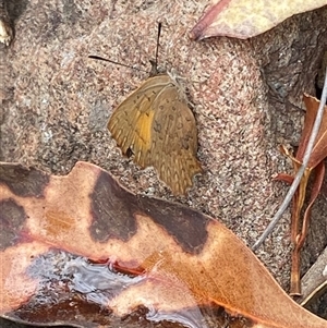 Paralucia aurifera at Booth, ACT - 27 Jan 2025 11:28 AM