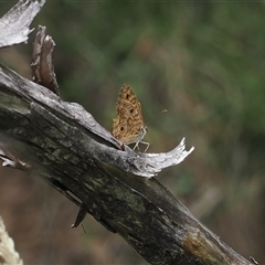 Geitoneura acantha (Ringed Xenica) at Booth, ACT - 27 Jan 2025 by RAllen