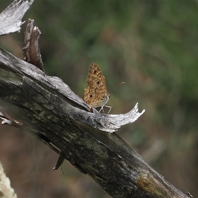 Geitoneura acantha (Ringed Xenica) at Booth, ACT - 27 Jan 2025 by RAllen