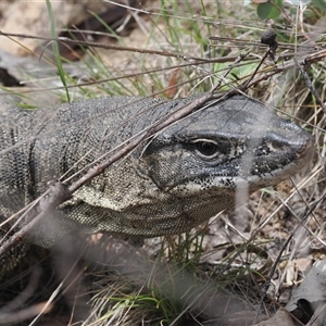 Varanus rosenbergi at Booth, ACT - suppressed