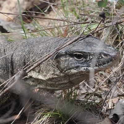 Varanus rosenbergi (Heath or Rosenberg's Monitor) at Booth, ACT - 27 Jan 2025 by RAllen