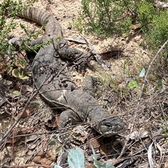 Varanus rosenbergi at Booth, ACT - suppressed