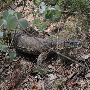 Varanus rosenbergi at Booth, ACT - suppressed