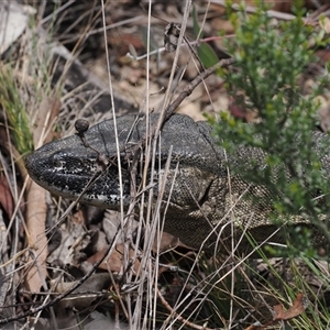 Varanus rosenbergi at Booth, ACT - suppressed