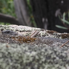 Egernia cunninghami (Cunningham's Skink) at Rendezvous Creek, ACT - 27 Jan 2025 by RAllen