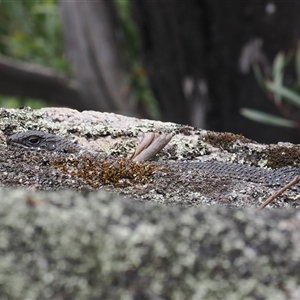 Egernia cunninghami at Rendezvous Creek, ACT - 27 Jan 2025 01:14 PM