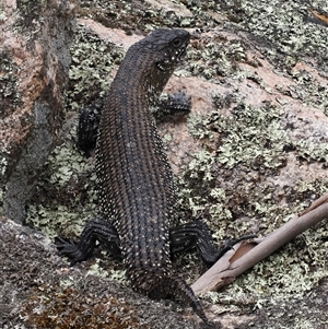 Egernia cunninghami at Rendezvous Creek, ACT - 27 Jan 2025 01:14 PM