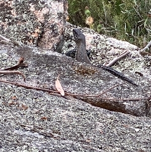 Egernia cunninghami at Rendezvous Creek, ACT - 27 Jan 2025 01:14 PM