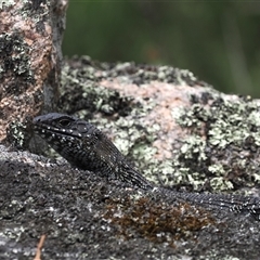 Egernia cunninghami at Rendezvous Creek, ACT - 27 Jan 2025 01:14 PM