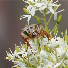 Neorrhina punctatum (Spotted flower chafer) at Booth, ACT - 27 Jan 2025 by RAllen