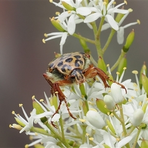 Neorrhina punctatum (Spotted flower chafer) at Booth, ACT by RAllen