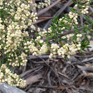 Pomaderris phylicifolia subsp. ericoides at Tinderry, NSW by RobG1