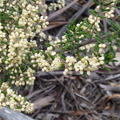 Pomaderris phylicifolia subsp. ericoides at Tinderry, NSW - 20 Nov 2024 by RobG1