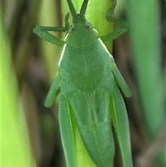 Atractomorpha australis (Australian Grass Pyrgomorph) at Krawarree, NSW - 31 Jan 2025 by stellabellaxx