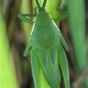 Unidentified Grasshopper (several families) at Krawarree, NSW by stellabellaxx