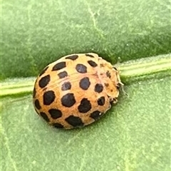 Unidentified Lady beetle (Coccinellidae) at Krawarree, NSW - 31 Jan 2025 by stellabellaxx