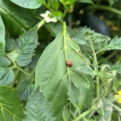 Epilachna sumbana at Krawarree, NSW - 31 Jan 2025 01:47 PM