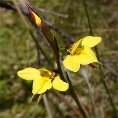 Diuris monticola (Highland Golden Moths) at Tinderry, NSW - 20 Nov 2024 by RobG1