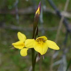 Diuris monticola at Tinderry, NSW - suppressed