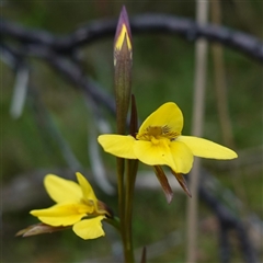 Diuris monticola at Tinderry, NSW - suppressed