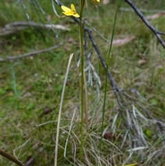 Diuris monticola at Tinderry, NSW - suppressed