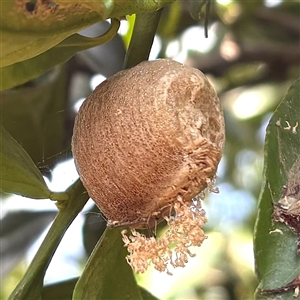 Mantidae - egg case (family) at Morpeth, NSW by HildaHen