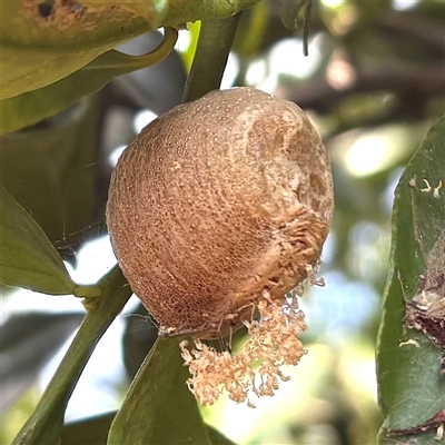 Mantidae - egg case (family) at Morpeth, NSW - 28 Jan 2025 by HildaHen