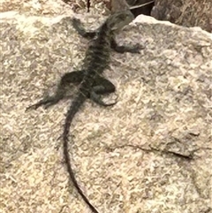 Intellagama lesueurii howittii (Gippsland Water Dragon) at Krawarree, NSW - 31 Jan 2025 by stellabellaxx