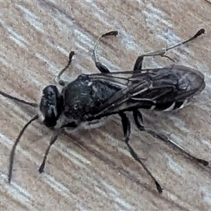 Unidentified Wasp (Hymenoptera, Apocrita) at Kambah, ACT by HelenCross