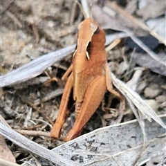 Unidentified Grasshopper, Cricket or Katydid (Orthoptera) at Higgins, ACT - 21 Jan 2025 by Nepenthe