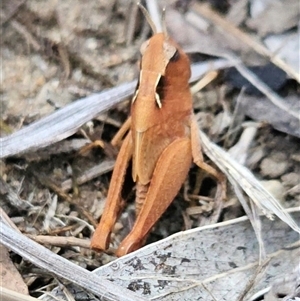 Cryptobothrus chrysophorus at Higgins, ACT by Nepenthe