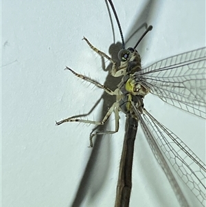 Myrmeleon acer at Jerrabomberra, NSW - suppressed