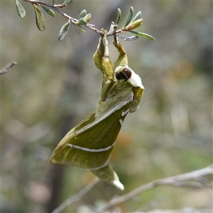 Aenetus ligniveren at Tinderry, NSW by RobG1