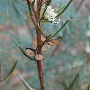 Hakea microcarpa (Small-fruit Hakea) at Tinderry, NSW by RobG1