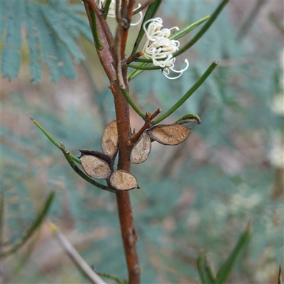 Hakea microcarpa (Small-fruit Hakea) at Tinderry, NSW - 20 Nov 2024 by RobG1