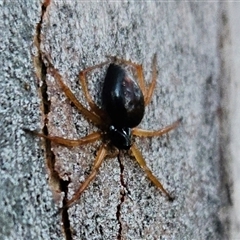 Euryopis umbilicata (Striped tick spider) at Higgins, ACT - 28 Dec 2024 by Nepenthe