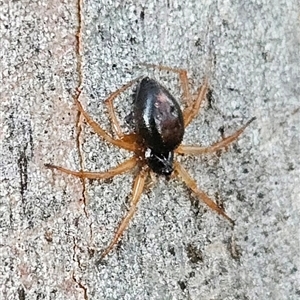 Euryopis umbilicata at Higgins, ACT - 28 Dec 2024 08:07 PM