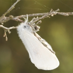 Unidentified Moth (Lepidoptera) at Tinderry, NSW - 30 Jan 2025 by Harrisi