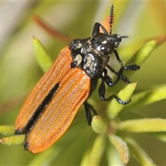 Castiarina nasuta (A jewel beetle) at Tinderry, NSW by Harrisi