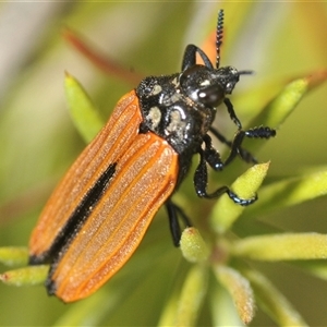 Castiarina nasuta (A jewel beetle) at Tinderry, NSW by Harrisi