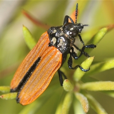 Castiarina nasuta (A jewel beetle) at Tinderry, NSW - 30 Jan 2025 by Harrisi