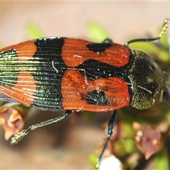 Castiarina delectabilis (A jewel beetle) at Tinderry, NSW - 30 Jan 2025 by Harrisi