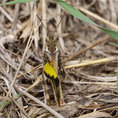 Gastrimargus musicus (Yellow-winged Locust or Grasshopper) at Fyshwick, ACT - 31 Jan 2025 by RodDeb