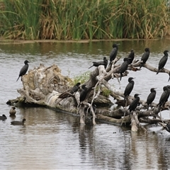 Phalacrocorax sulcirostris (Little Black Cormorant) at Fyshwick, ACT - 31 Jan 2025 by RodDeb