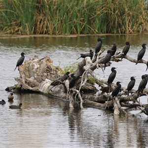 Phalacrocorax sulcirostris at Fyshwick, ACT by RodDeb