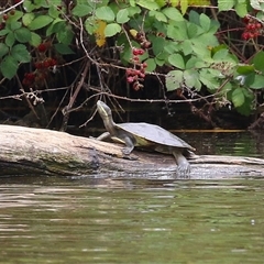 Emydura macquarii (Macquarie Turtle) at Fyshwick, ACT - 31 Jan 2025 by RodDeb