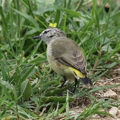 Acanthiza chrysorrhoa (Yellow-rumped Thornbill) at Fyshwick, ACT - 31 Jan 2025 by RodDeb