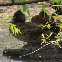 Stictonetta naevosa (Freckled Duck) at Fyshwick, ACT - 31 Jan 2025 by RodDeb